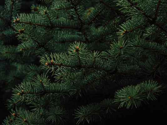 The Evergreen Tradition
