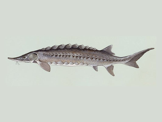 Beneath the Surface: The Sturgeon’s Story